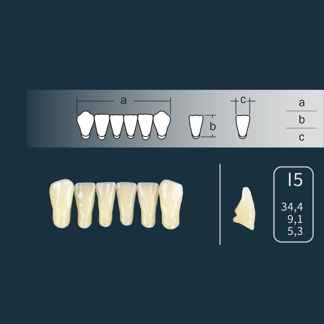 Cross Linked 2 - Prednji zubi