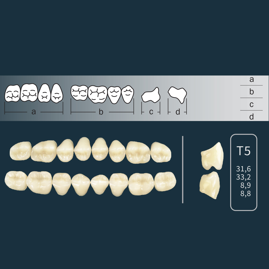 Cross Linked 2 - Stražnji zubi